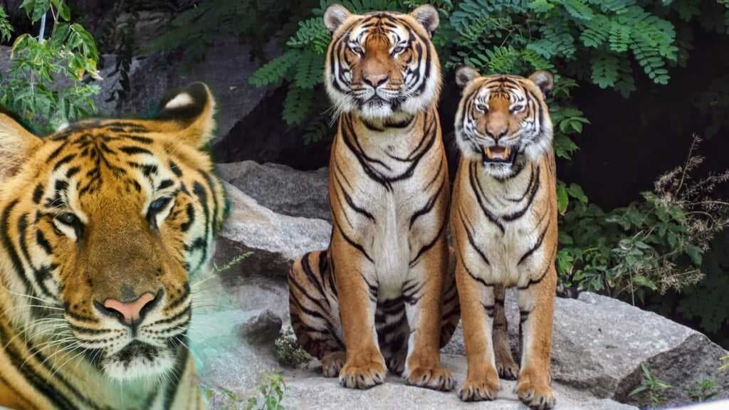 Golden Pass For Tiger Reserve: टाइगर रिजर्व पार्क में साल भर कर सकते है बाघों के दर्शन,  पढ़े पूरी खबर