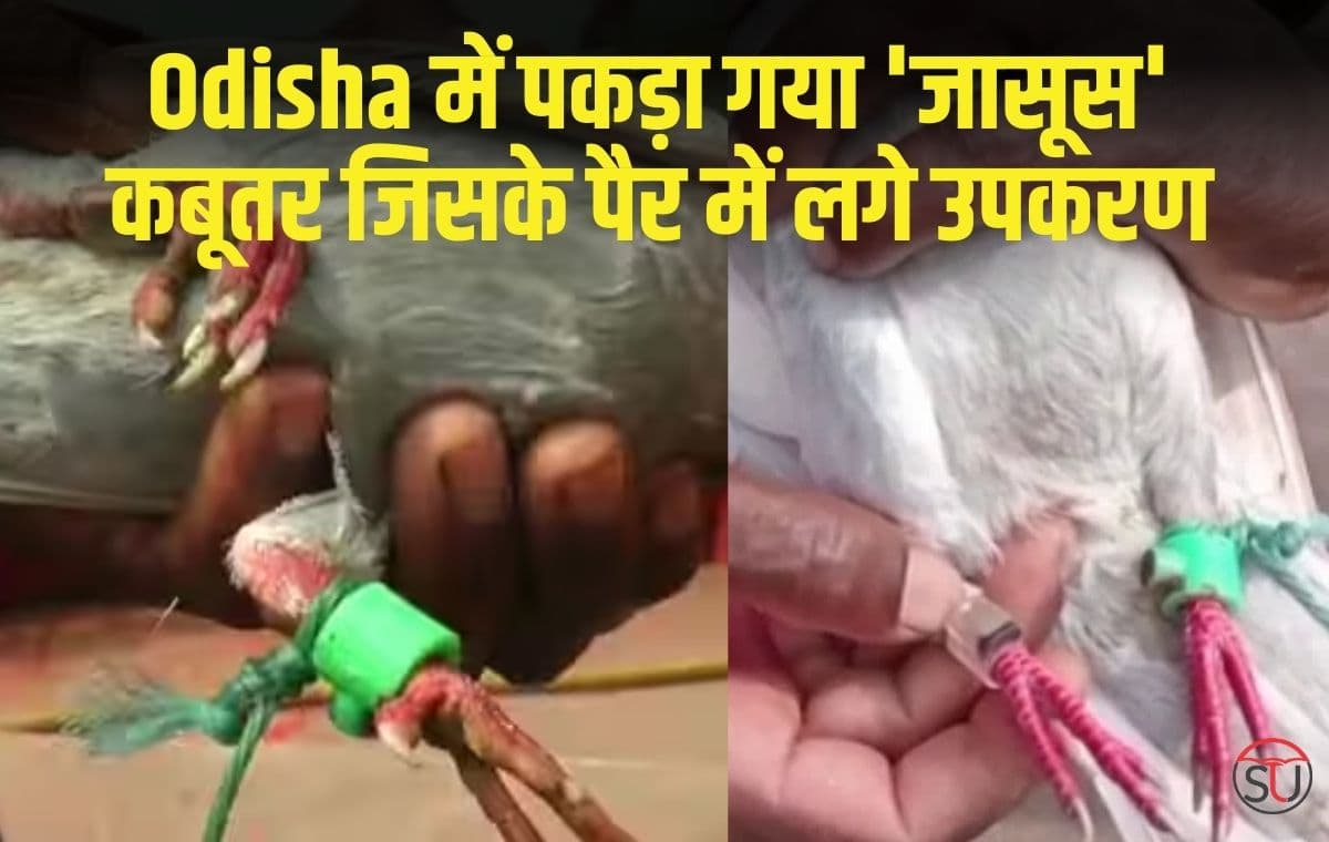 Odisha में पकड़ा गया 'जासूस' कबूतर 'spy' pigeon जिसके पैर में लगे उपकरण