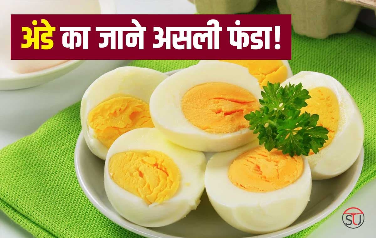 1 अंडे में मिलते हैं कई पोषक तत्व, सिर से लेकर पैरों तक का रखे ख्याल, जानें अंडे का कमाल!
