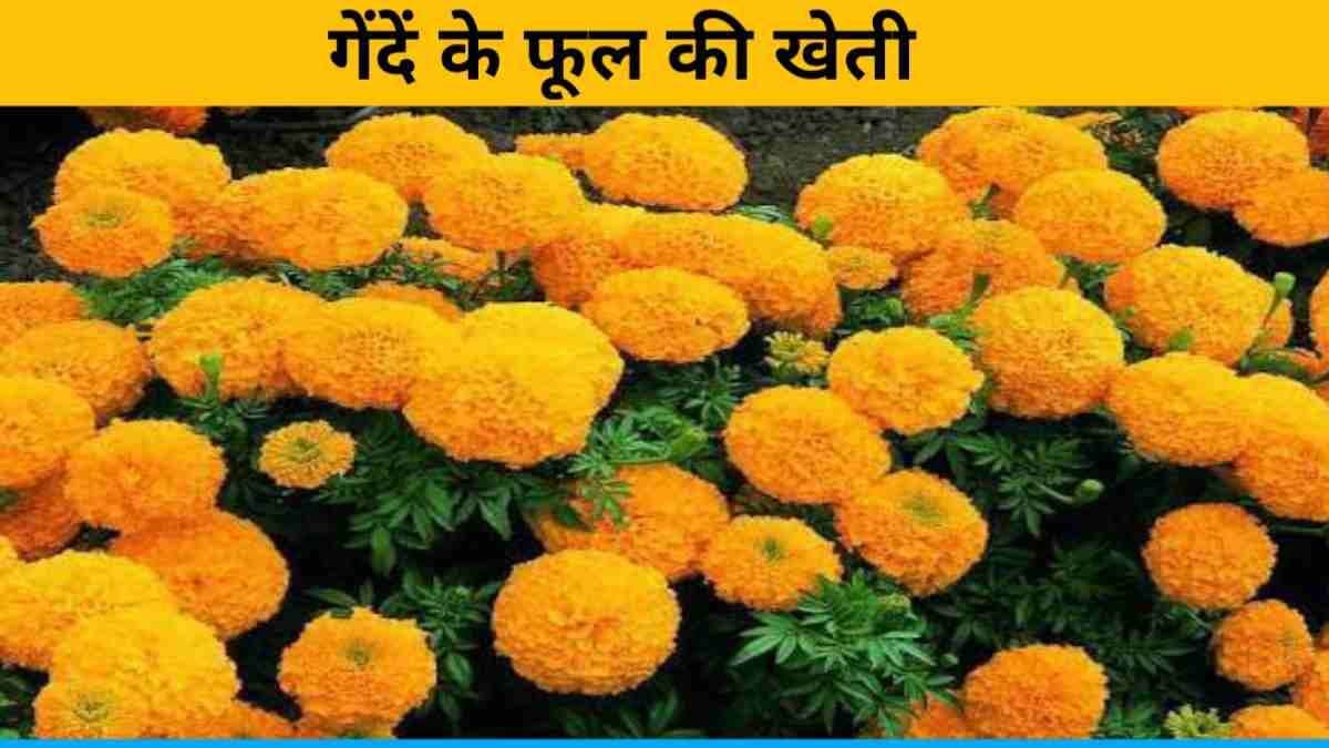 MP News: गेंदा के फूलों की खेती से लाखों की कमाई, प्री-वेडिंग का स्पॉट बना म.प्र. का यह स्थान!!
