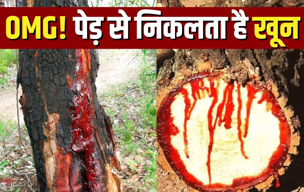 पेड़ से निकलती है खून की बौछार, काटने वाले की होती है हार, जानिए एक मंदिर की अनोखी कहानी