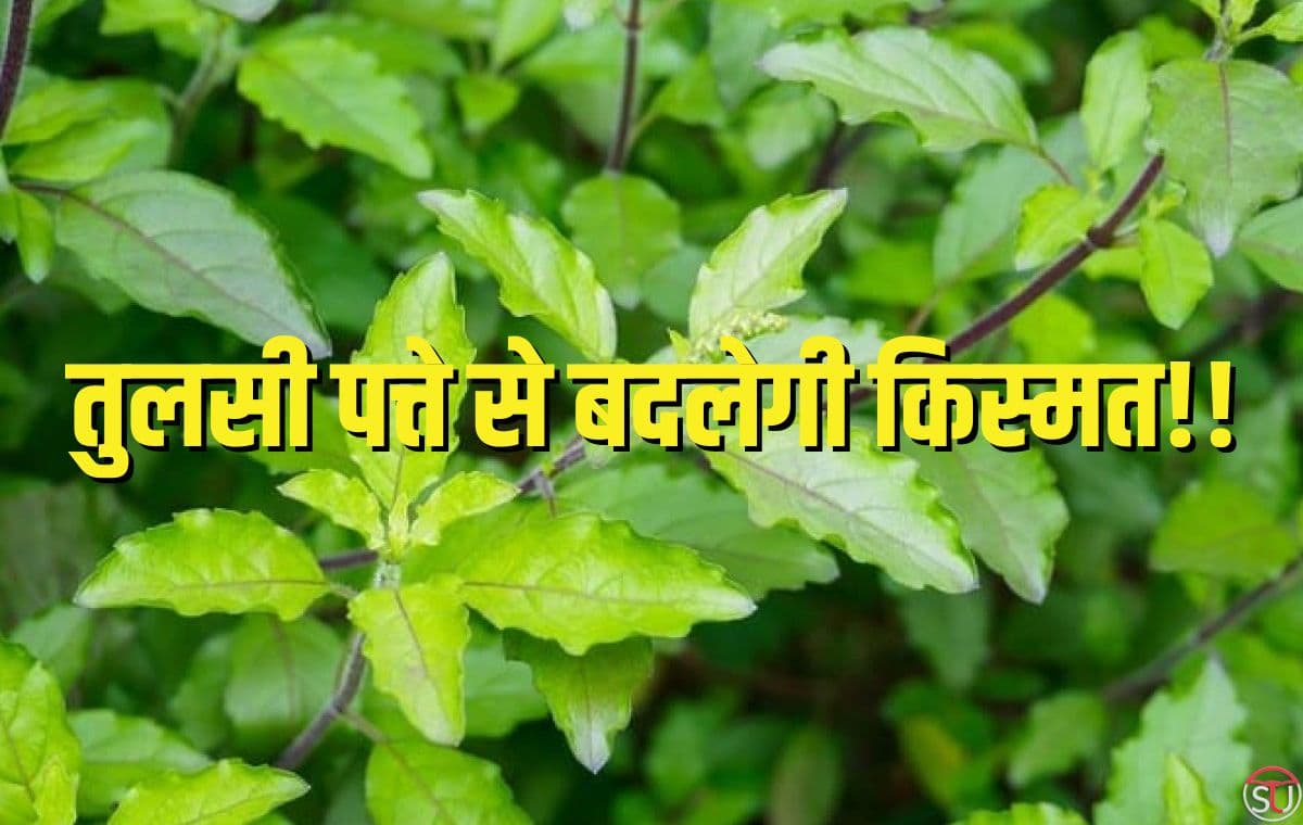 तुलसी की पत्तियां बदलेंगी आपकी किस्मत, पल भर में पूरी होगी मनोकामनाएं