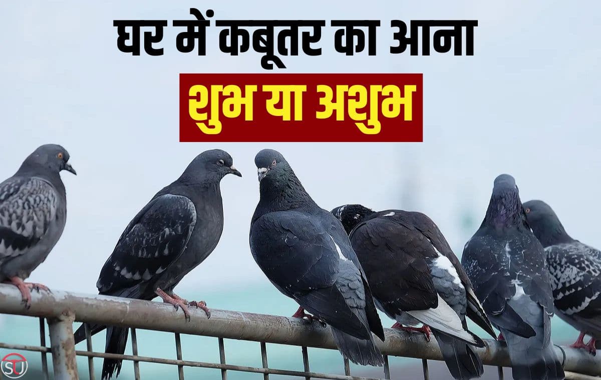 आपके भी घर आते हैं कबूतर? दे रहा है भविष्य का बड़ा संकेत, जान लें इसका अर्थ