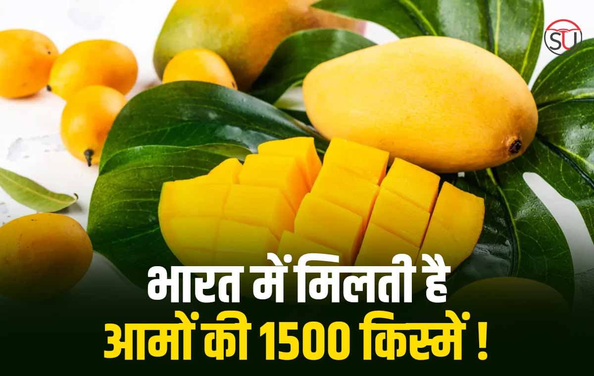हिमसागर हैं आमों में सबसे छोटे आकार का आम जिसे खाने के बाद आप मिठाई खाना भूल जाएंगे!!