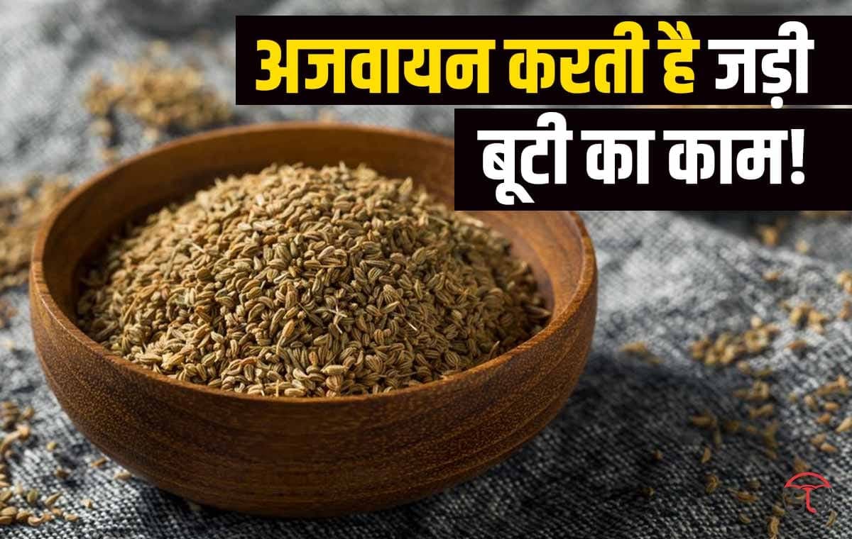 Celery Benefits: अजवायन करें पेट का हर रोग सफा, तभी होंगे कई रोग दफा, जाने कैसे करें उपयोग