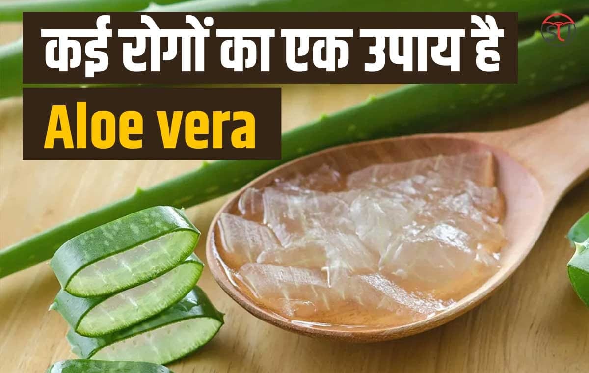 Aloe Vera बीमारियों के साथ चमकाएं आपका चेहरा, जाने कैसे आता है एलोेवेरा आपके काम!!