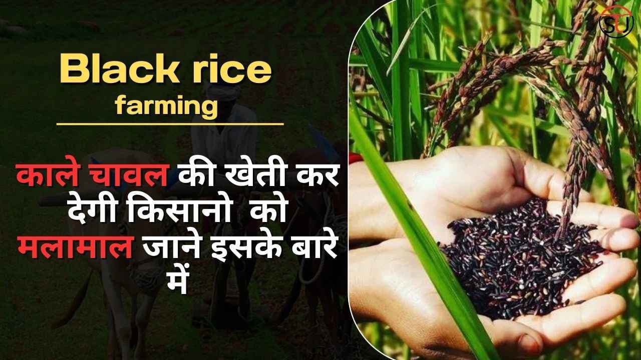 Black rice की खेती कर देगी किसानो को मलामाल, कम लागत, कीमत भी काफी महंगी, जाने इसके बारे मे