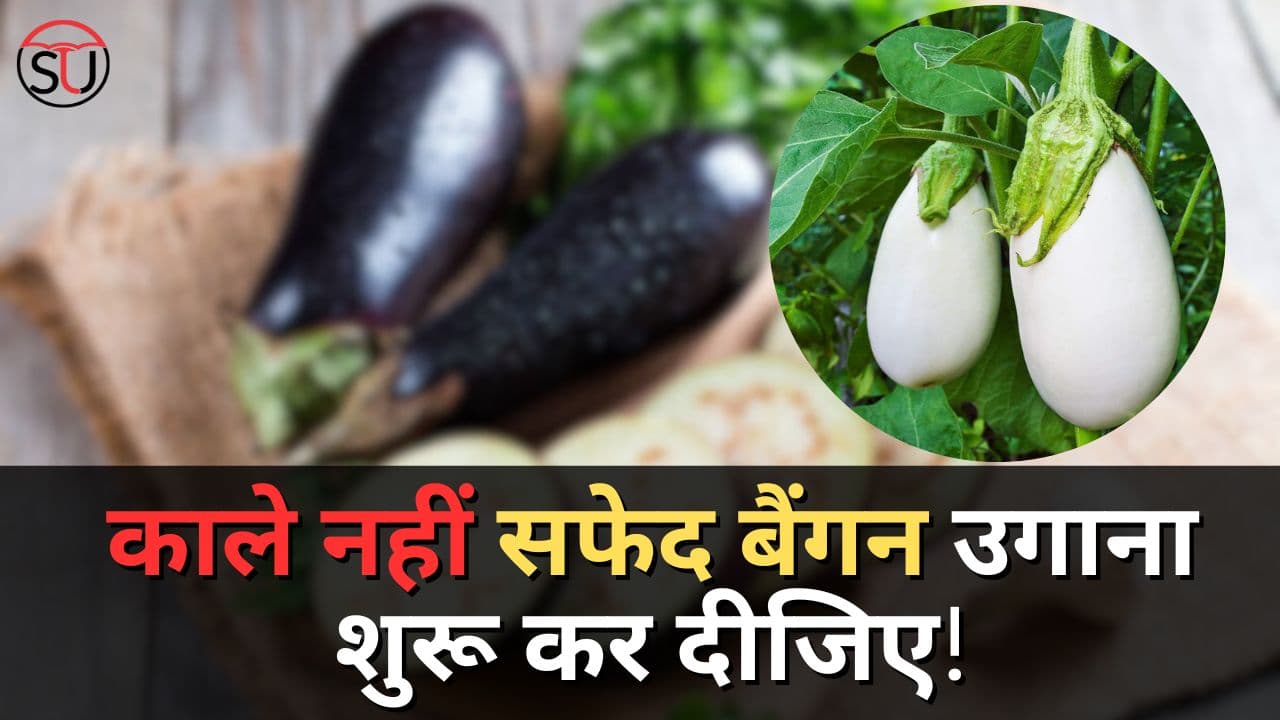 काले नहीं सफेद बैंगन उगाना शुरू कर दीजिए, कम खर्चे में होगा जबरदस्त उत्पादन, जाने खेती करने का आसान तरीका