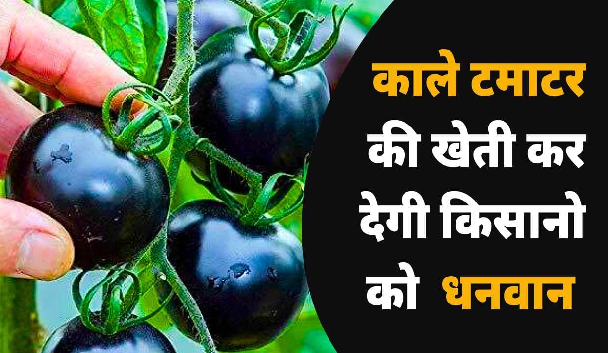 Black Tomatoes की खेती कर देगी किसानो  को  धनवान, जाने कम लागत में खेती करने का तरीका