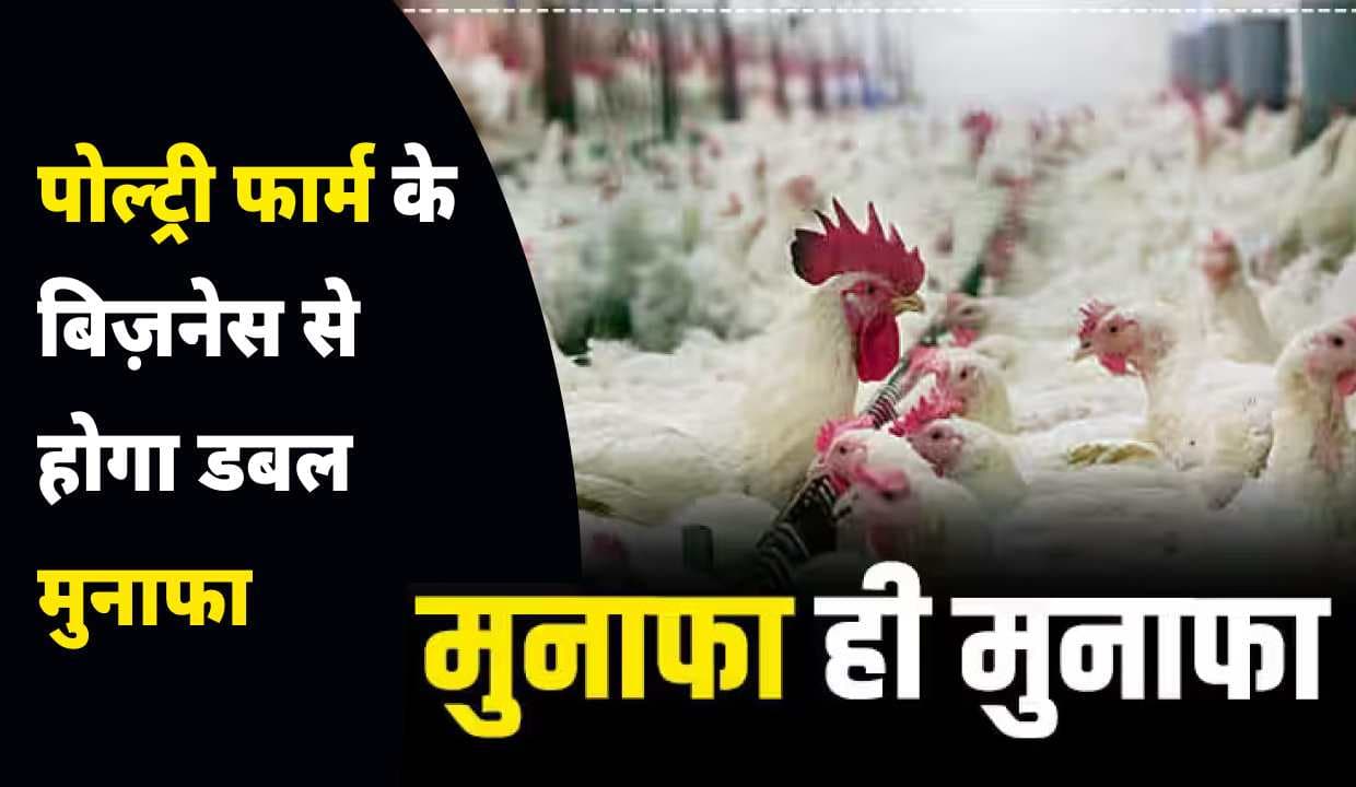 Poultry Farm के बिज़नेस से होगा डबल मुनाफा, मिलेंगी इतनी सब्सिडी