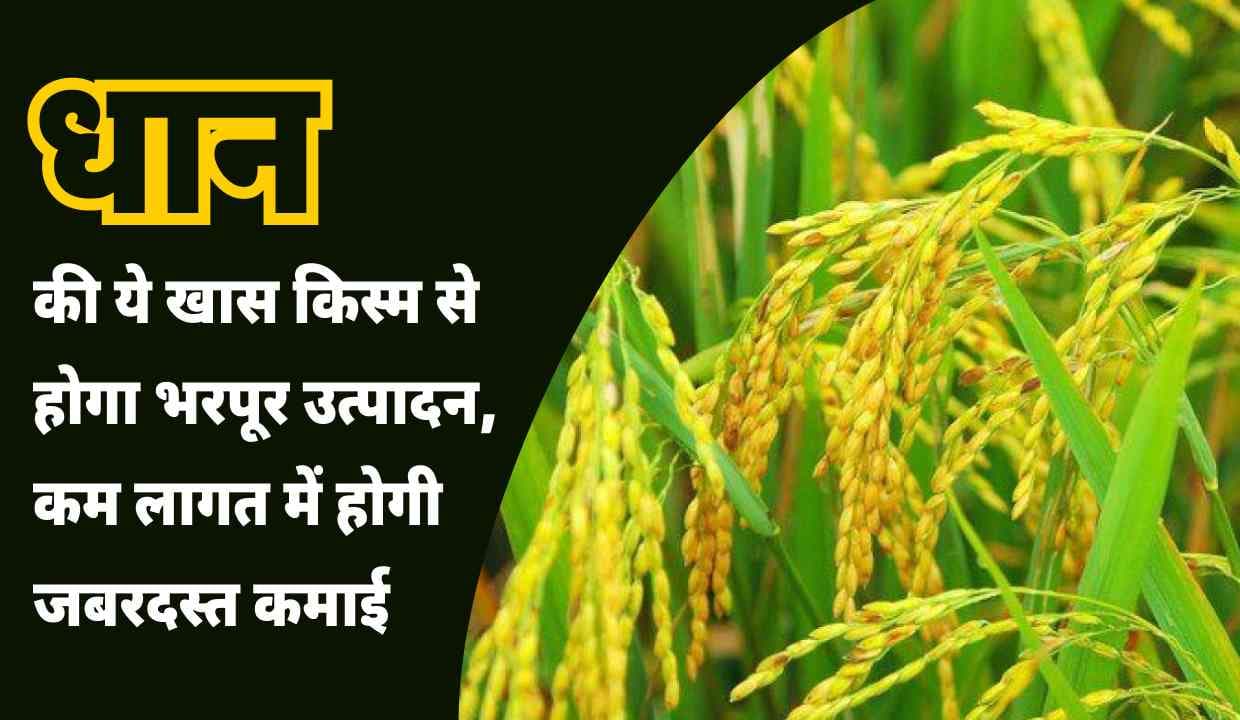 Rice की ये खास किस्म से होगा भरपूर उत्पादन, कम लागत में होगी जबरदस्त कमाई