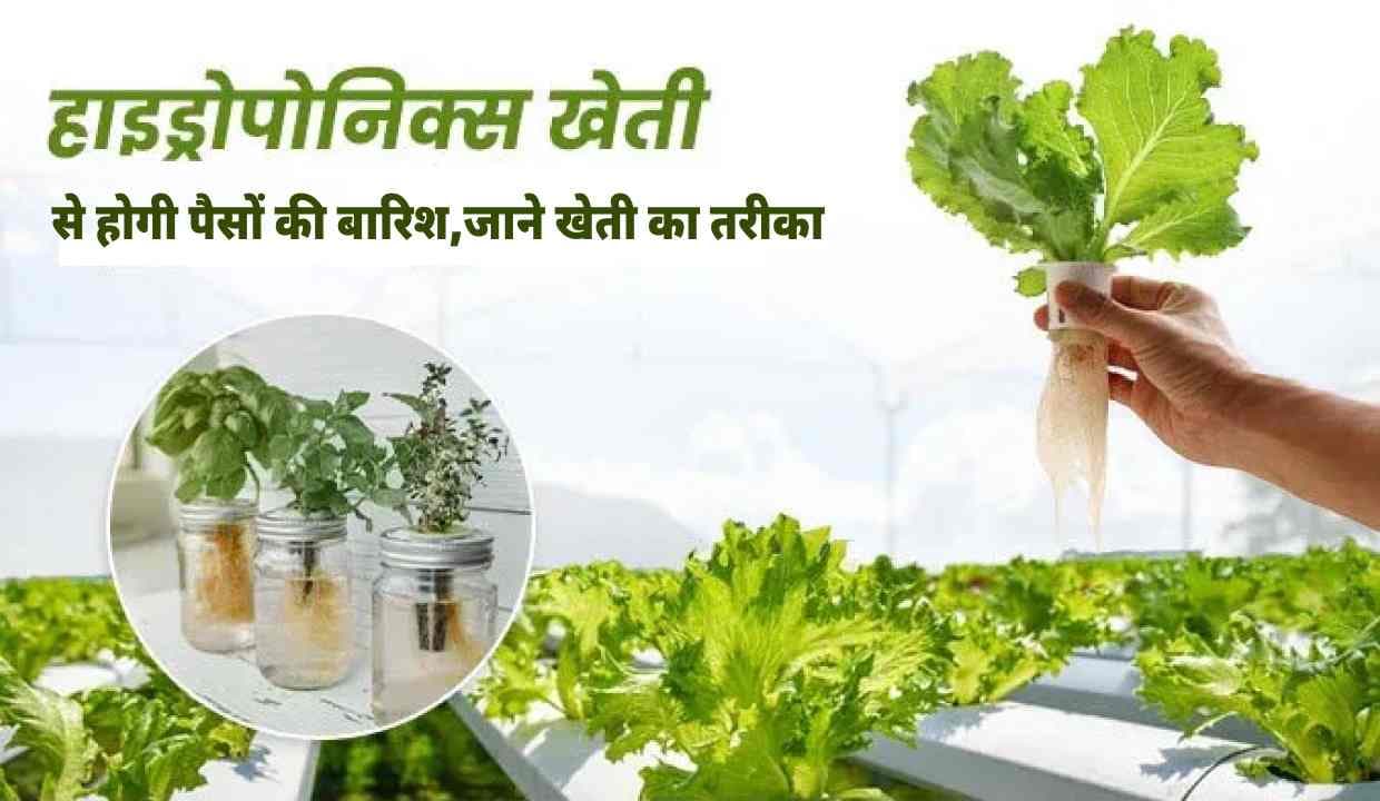 Hydroponic Farming से होगी पैसों की बारिश,जाने खेती का तरीका