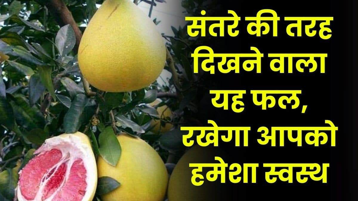 Health Tips: संतरे की तरह दिखने वाला यह फल, रखेगा आपको हमेशा स्वस्थ, जानिये पूरी details