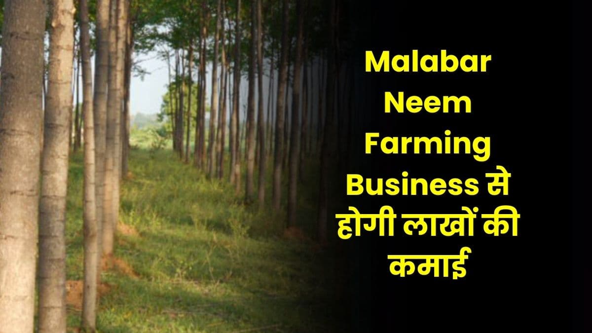 Malabar Neem Farming Business से होगी लाखों की कमाई, जाने कैसे होगा यह बिजनेस शुरू