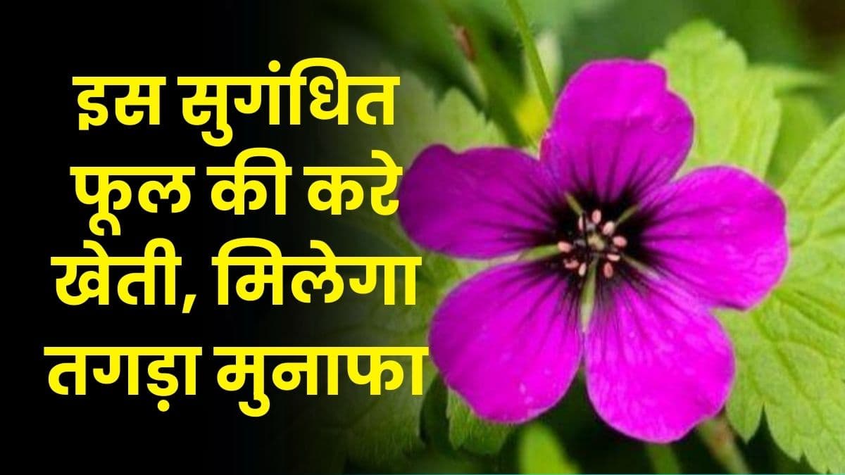 Business Idea: इस सुगंधित फूल की करे खेती, मिलेगा तगड़ा मुनाफा, जानिए इस बिजनेस की डिटेल्स