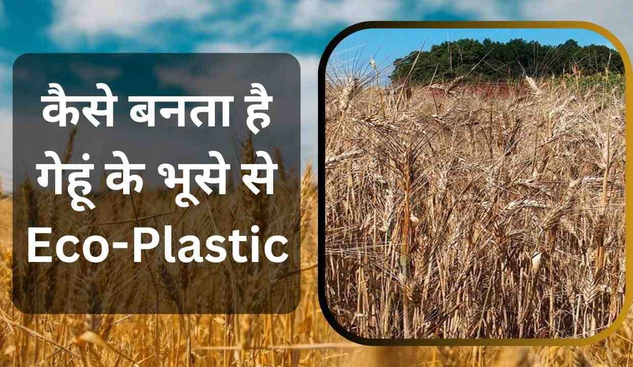 कैसे बनता है गेहूं के भूसे से Eco-Plastic?  जाने इको-प्लास्टिक के विशेषताएं और फायदे