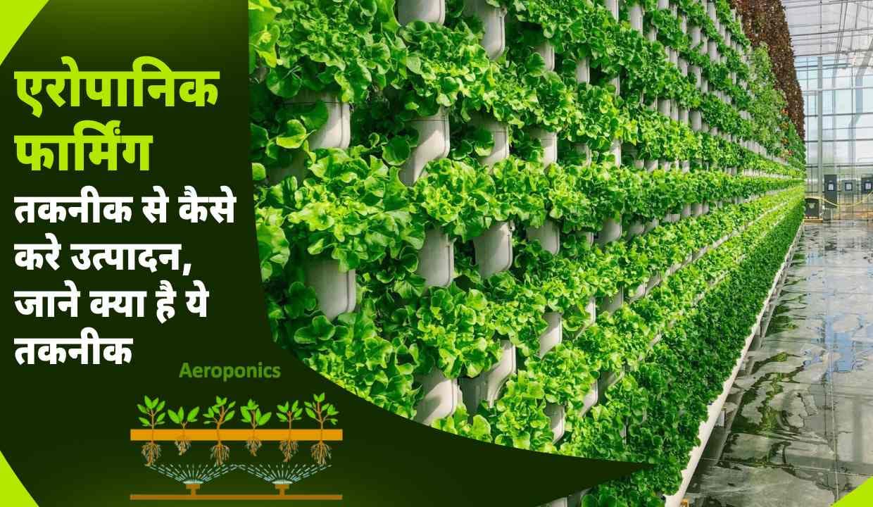 Aeroponic Farming Technique से कैसे करे उत्पादन, जाने क्या है ये तकनीक