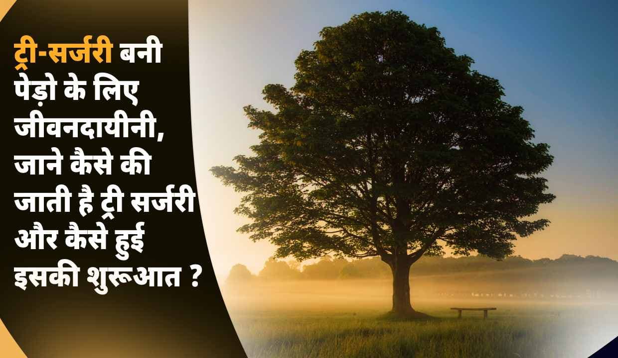 Tree Surgery बनी पेड़ो के लिए जीवनदायीनी, जाने कैसे की जाती है ट्री सर्जरी और कैसे हुई इसकी शुरूआत ?
