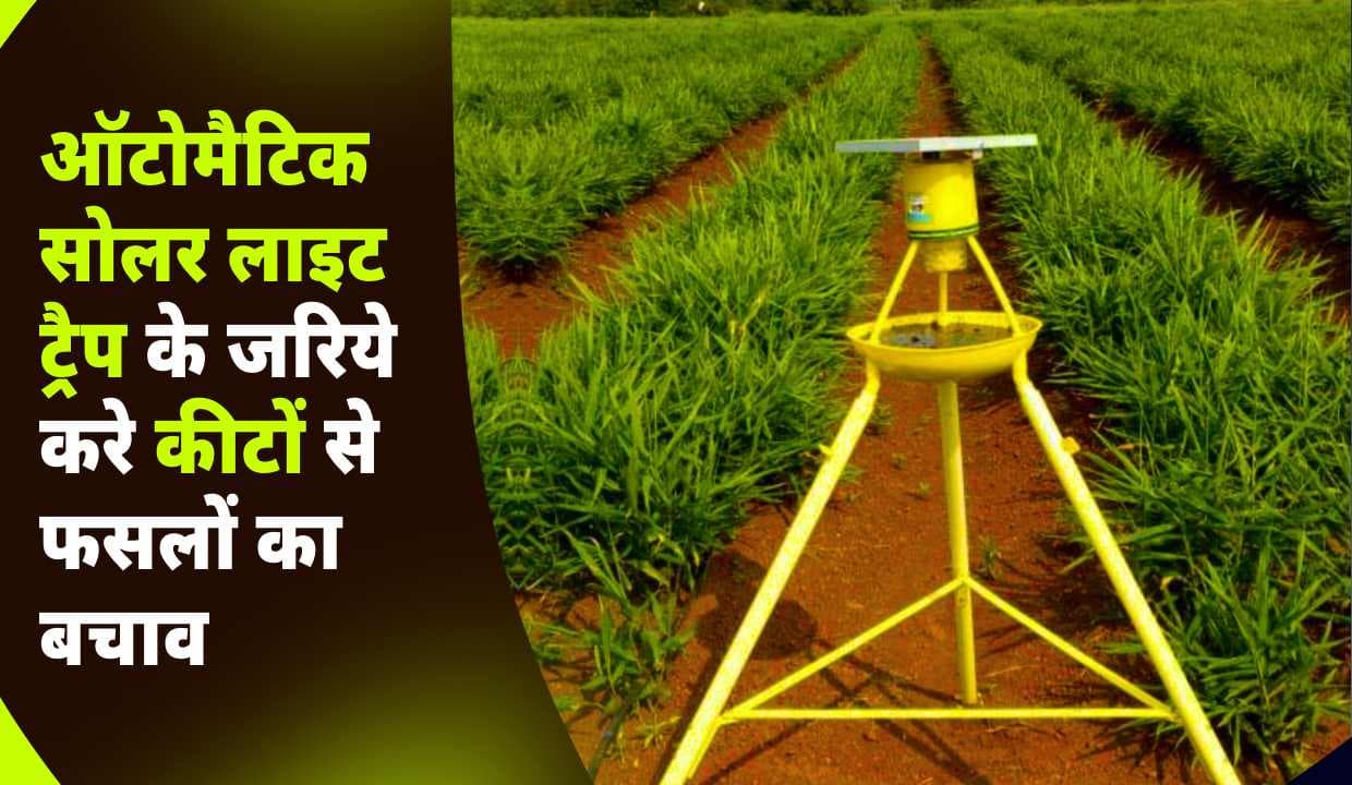 Automatic Solar Light Trap के जरिये करे कीटों से फसलों का बचाव