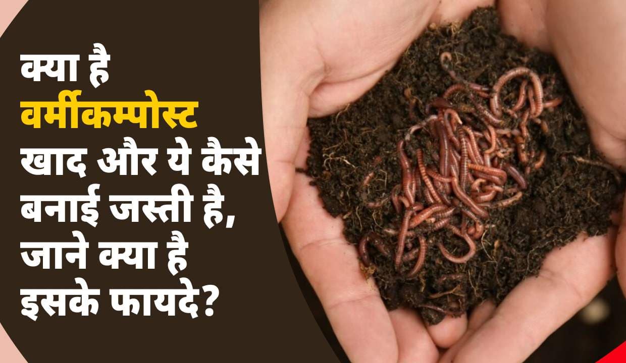क्या है वर्मीकम्पोस्ट (Vermicompost) खाद और ये कैसे बनाई जस्ती है, जाने इसके 15 फायदे?