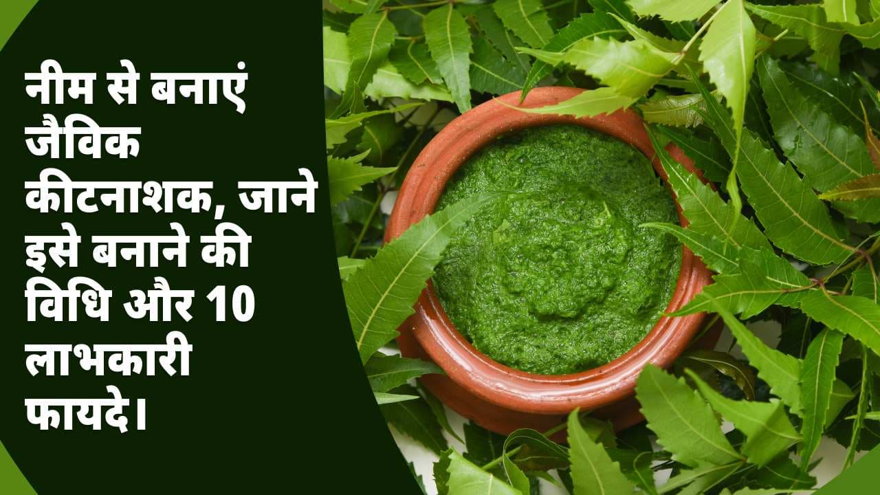 नीम से बनाएं जैविक कीटनाशक, जाने इसे बनाने की विधि और 10 लाभकारी फायदे।