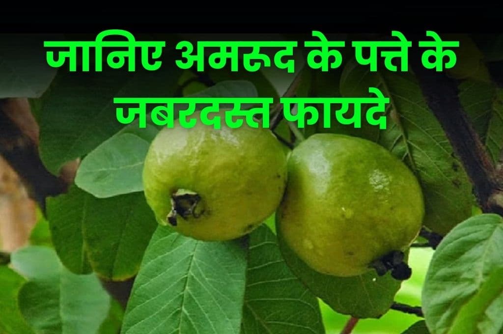 Good Health Tips: जानिए अमरूद के पत्ते के जबरदस्त फायदे, कई बीमारियों का करता है रामबाण की तरह इलाज