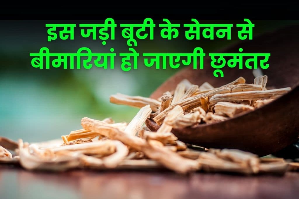 Good Health Tips: इस जड़ी बूटी के सेवन से बीमारियां हो जाएगी छूमंतर