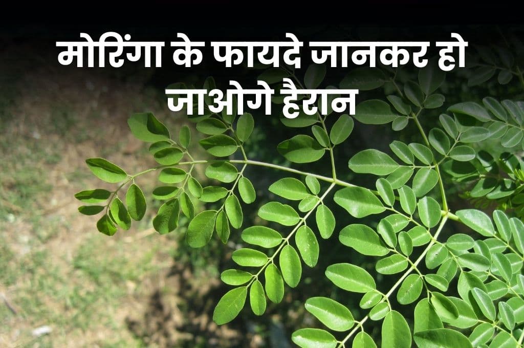 Health Tips: मोरिंगा के फायदे जानकर हो जाओगे हैरान, स्वास्थ्य को बेहतर के साथ त्वचा निखार के लिए भी फायदेमंद
