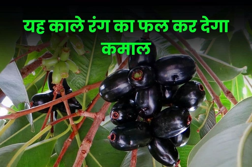 Health Tips: यह काले रंग का फल कर देगा कमाल, एनीमिया समेत कई रोगों से जल्द दिलाएगा आराम