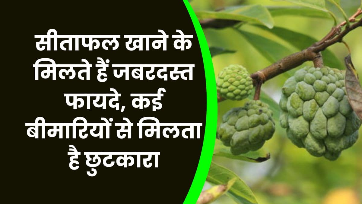 Health Tips: सीताफल खाने के मिलते हैं जबरदस्त फायदे, कई बीमारियों से मिलता है छुटकारा