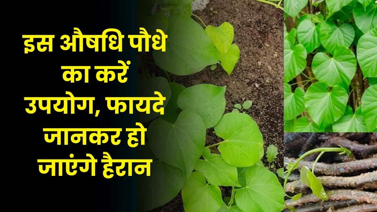 Good Health Tips: इस औषधि पौधे का करें उपयोग, फायदे जानकर हो जाएंगे हैरान