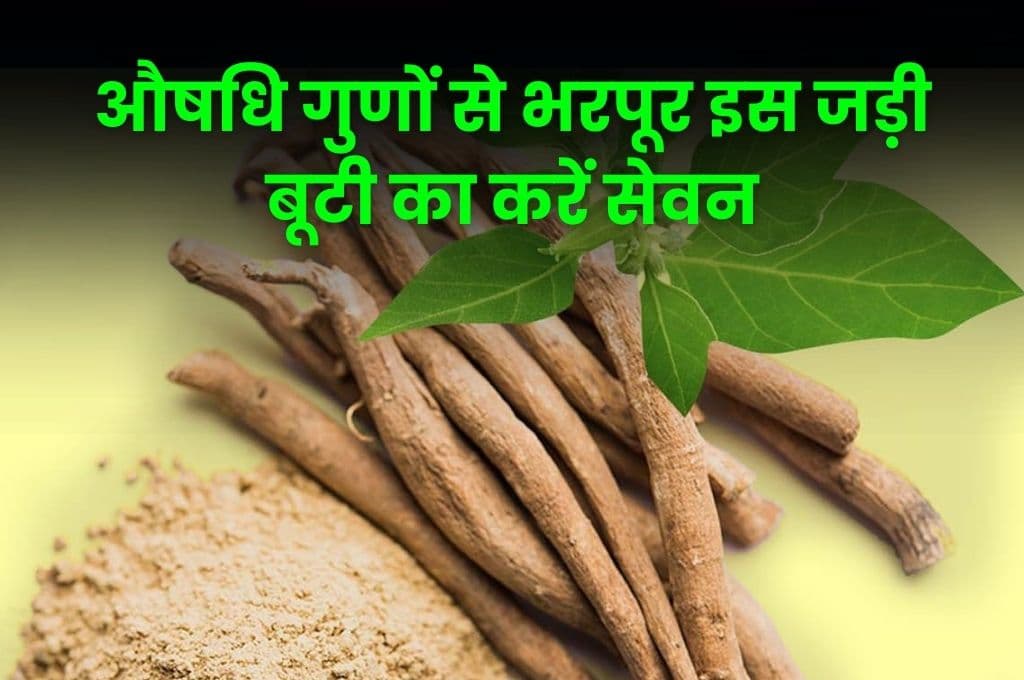 Health Tips: औषधि गुणों से भरपूर इस जड़ी बूटी का करें सेवन, कई रोगों से मिलेगा हमेशा के लिए छुटकारा