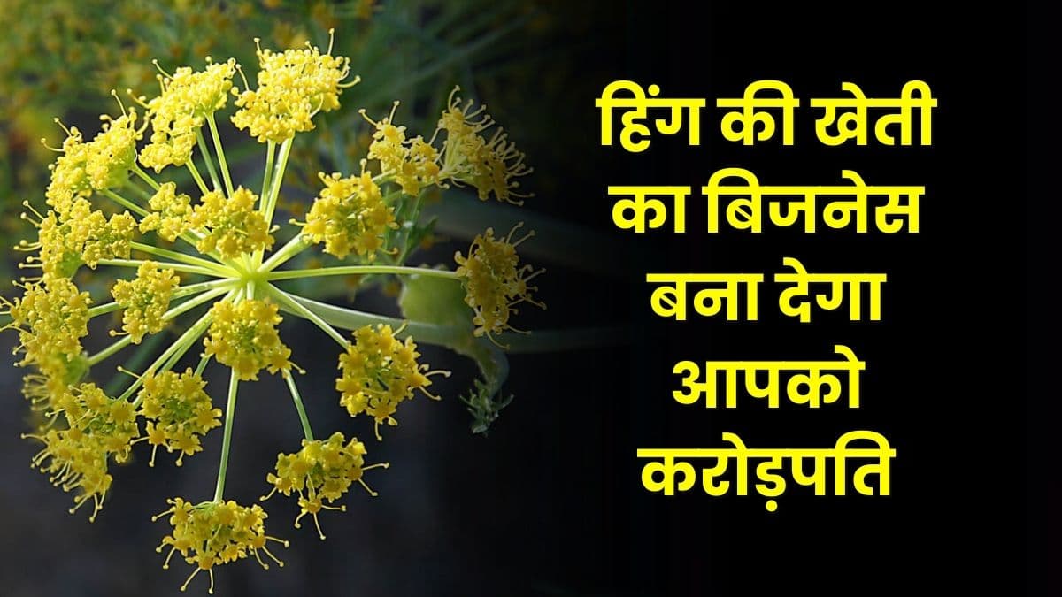 Hing Farming Business: हिंग की खेती का बिजनेस बना देगा आपको करोड़पति, जाने बिजनेस की सारी डिटेल्स
