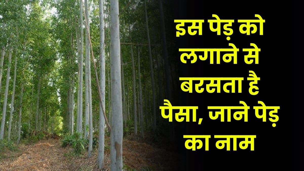 Business Idea: इस पेड़ को लगाने से बरसता है पैसा, जाने पेड़ का नाम, और कमाए लाखों