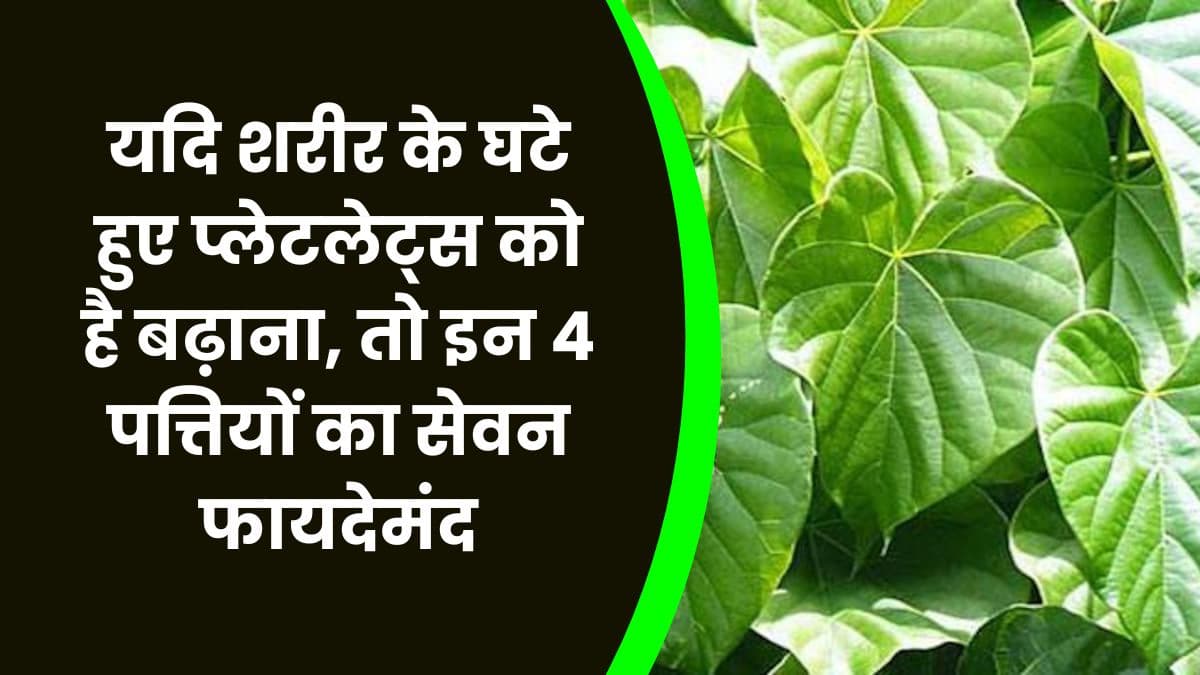 Health Tips: यदि शरीर के घटे हुए प्लेटलेट्स को  है बढ़ाना, तो इन 4 पत्तियों का सेवन फायदेमंद Health Tips: