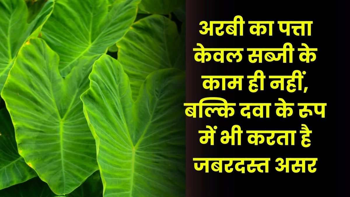 Good Health Tips: अरबी का पत्ता केवल सब्जी के काम ही नहीं, बल्कि दवा के रूप में भी करता है जबरदस्त असर, फायदे जानकर हो जाओगे हैरान