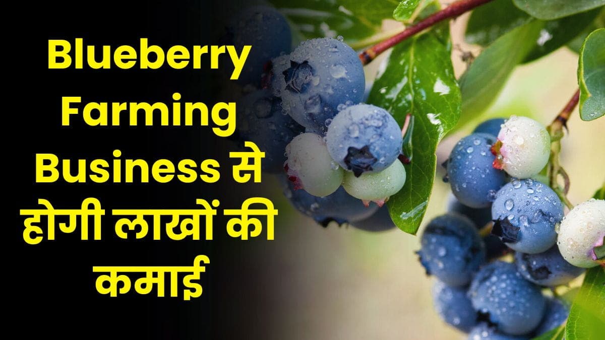Blueberry Farming Business से होगी लाखों की कमाई, अभी शुरू करें इस बिजनेस को