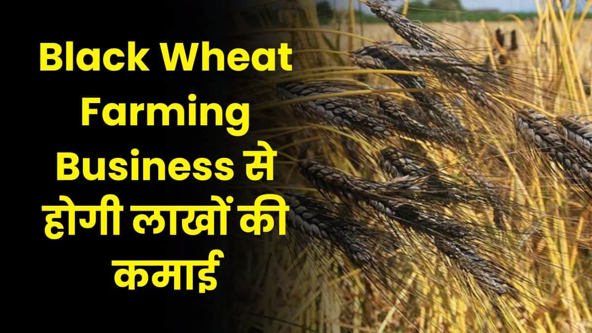 Black Wheat Farming Business से होगी लाखों की कमाई, 1 एकड़ की खेती से ही हो जाएंगे मालामाल
