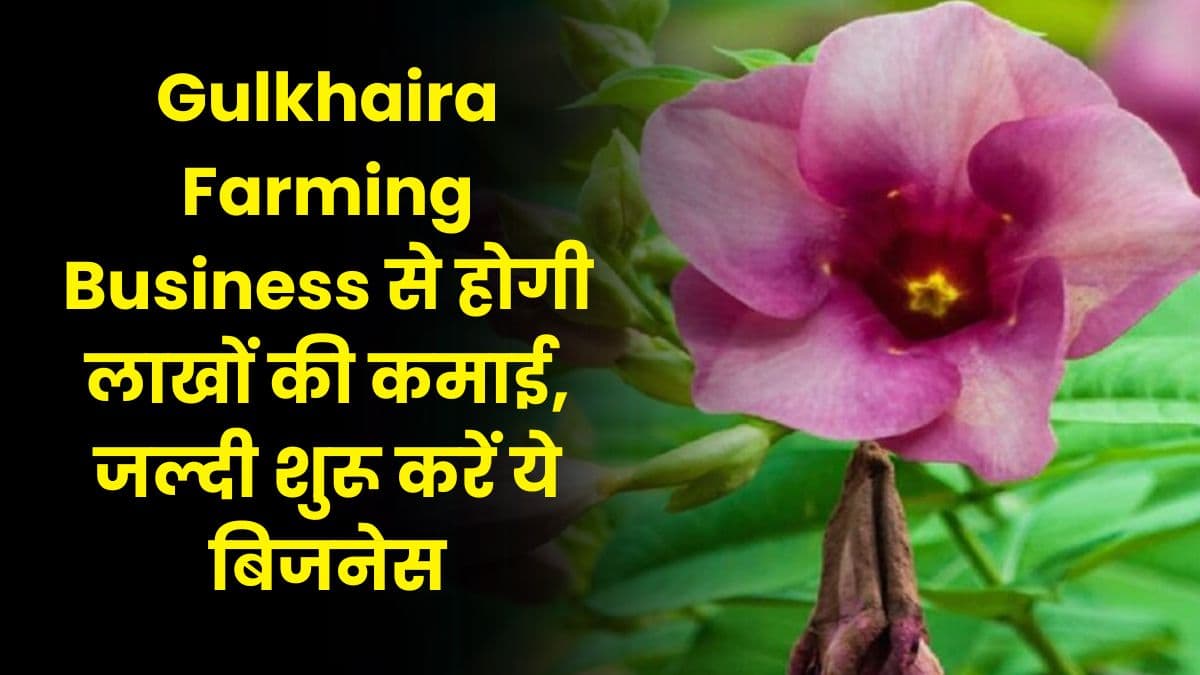 Gulkhaira Farming Business से होगी लाखों की कमाई, जल्दी शुरू करें ये बिजनेस, जाने बिजनेस की सारी डिटेल्स