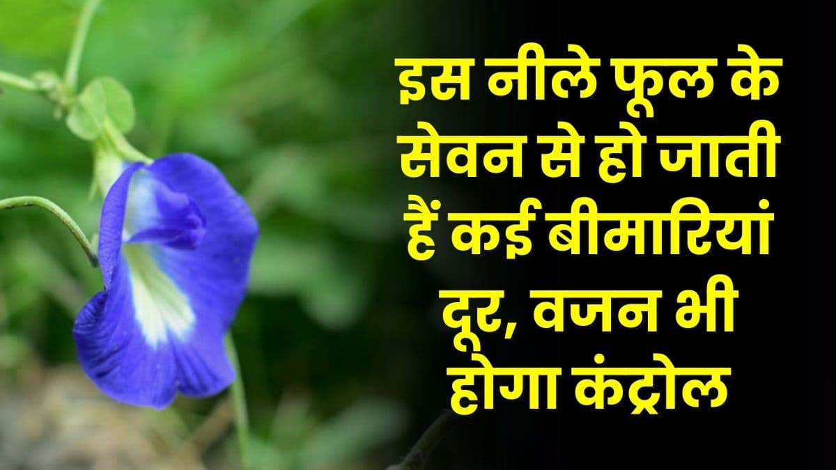 Good Health Tips: इस नीले फूल के सेवन से हो जाती हैं कई बीमारियां दूर, वजन भी होगा कंट्रोल, जाने पूरी डिटेल्स