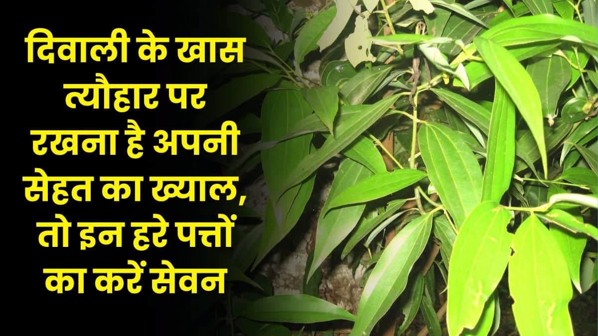 Health Tips: दिवाली के खास त्यौहार पर रखना है अपनी सेहत का ख्याल, तो इन हरे पत्तों का करें सेवन, बीमारियां हो जाएगी जड़ से खत्म