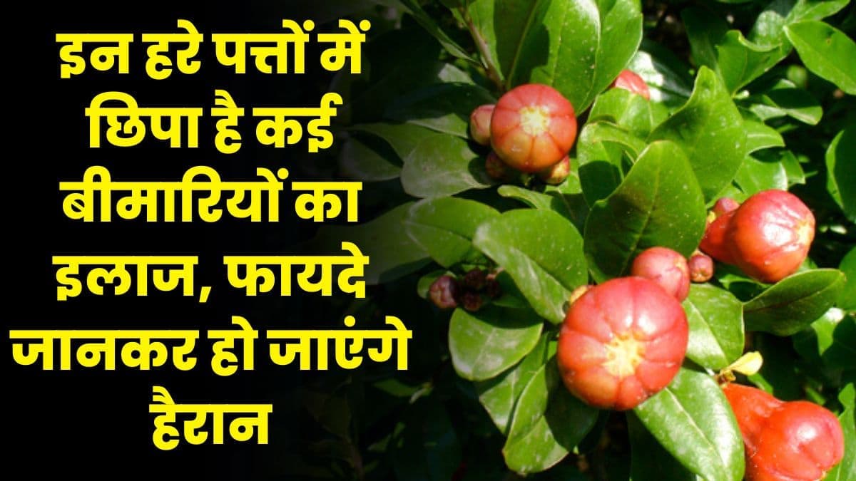 Good Health Tips: इन हरे पत्तों में छिपा है कई बीमारियों का इलाज, फायदे जानकर हो जाएंगे हैरान
