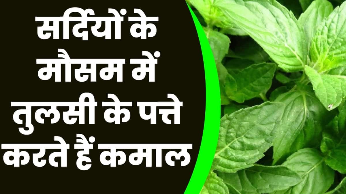 Health Tips: सर्दियों के मौसम में तुलसी के पत्ते करते हैं कमाल, बीमारियों से रहेंगे कोसों दूर