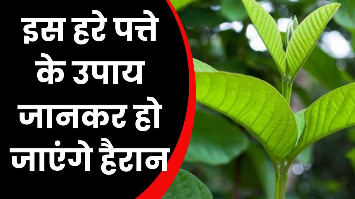 Good Health Tips: इस हरे पत्ते के उपाय जानकर हो जाएंगे हैरान, इसके सेवन से मिट जाएंगे सारी बीमारियां
