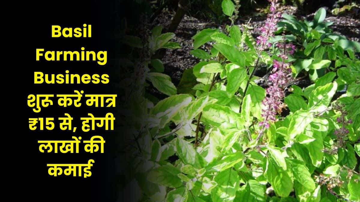 Basil Farming Business शुरू करें मात्र ₹15 से, होगी लाखों की कमाई