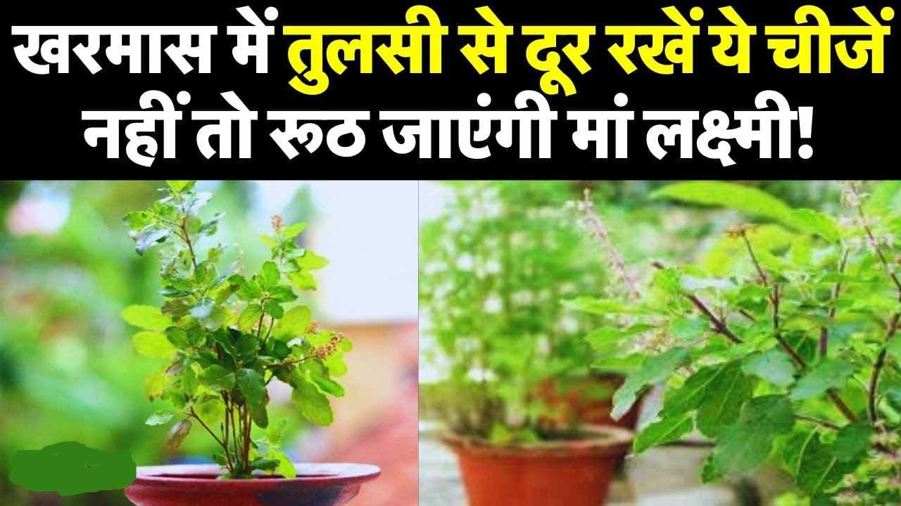 Kharmas में तुलसी से दूर रखें ये चीजें..नहीं तो रूठ जाएंगी मां लक्ष्मी! जानें पूजा विधि