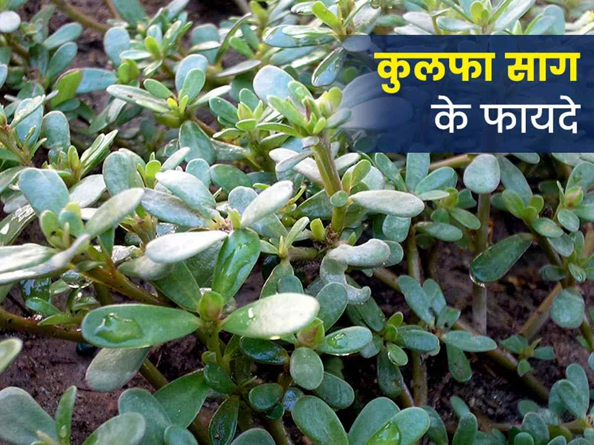 Kulfa Saag Benefits: सर्दियों में आपको सेहतमंद बनाएगी कुल्फा साग, जानें इसे विंटर डाइट में शामिल करने के फायदे