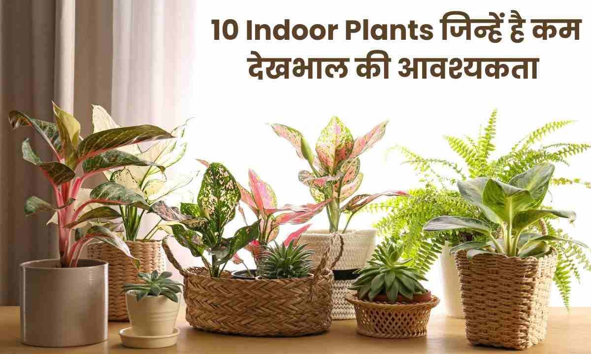 10 Indoor Plants जिन्हें कम देखभाल की होती है आवश्यकता और देखभाल करना है आसान