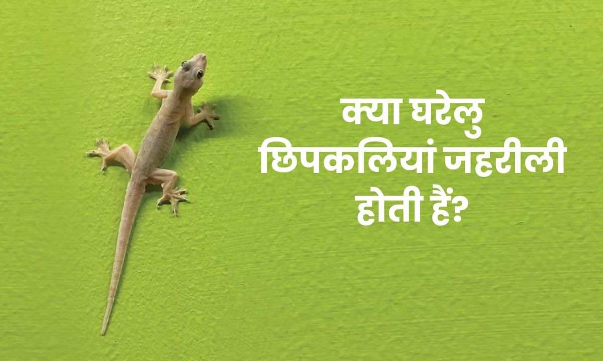 House lizards: क्या घरेलु छिपकलियां जहरीली होती हैं? अगर वे तुम्हें काट लें तो क्या करें?