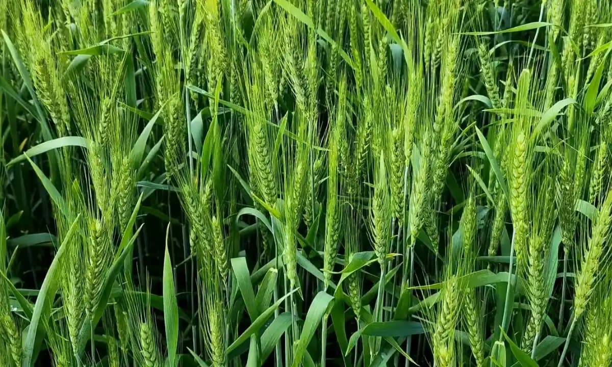 Gehu में पहले पानी के साथ डाल दो यह खाद, ट्रॉली भर-भर के निकलेगा गेहूं